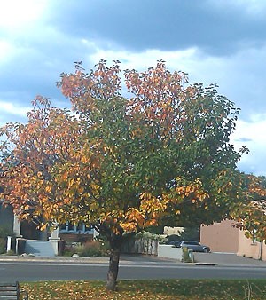 Fall in Santa Fe