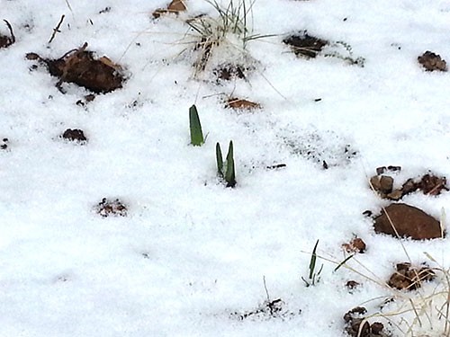 My first daffodils of 2014