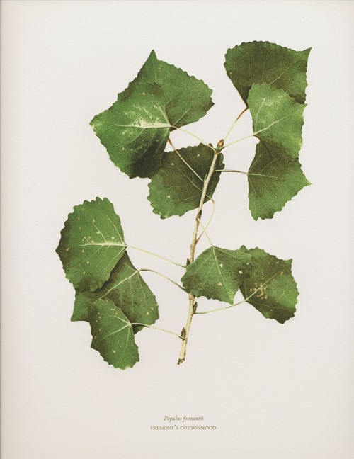 Rebecca Chamlee’s Letterpress Botanical Print